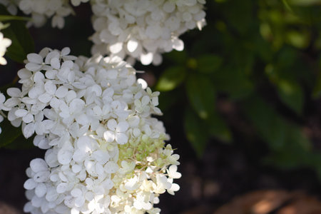 A closeup view of white hydrangea flowers, showcasing their delicate petals and lush green leaves...