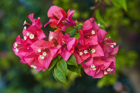 Bright pink bougainvillea flowers flourish among lush green leaves in a vibrant garden setting...