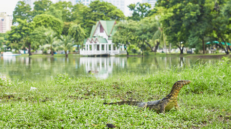 A lizard moves through the grass by the lake, surrounded by trees and a charming pavilion under a...