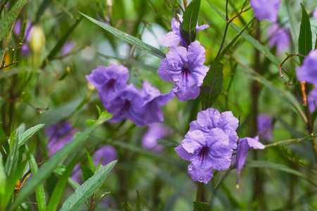 Violet flowers thrive in a vibrant garden setting, surrounded by green leaves under clear skies in...