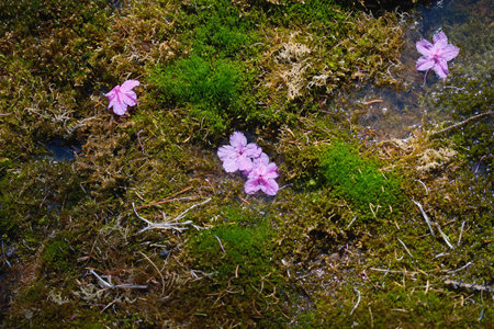 Pink blossoms float gently atop lush green moss in a calm pond, creating a tranquil nature scene...