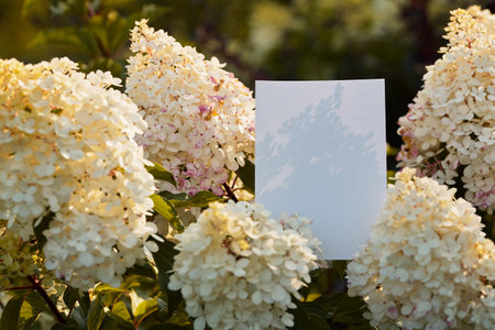 A blank sheet rests amidst fragrant hydrangeas under warm sunlight, highlighting the stunning floral...