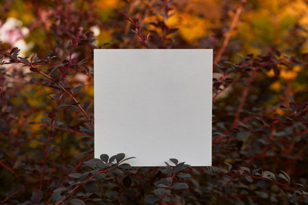 A square piece of blank paper is surrounded by colorful leaves in a garden, reflecting warm autumn sunlight.の写真素材