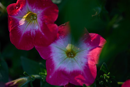 Vivid pink petunias open towards sunlight, surrounded by green foliage in a serene garden at dawn.の写真素材