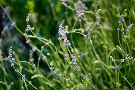 Lavender plants thrive under the warm sun, showing vibrant purple flowers amidst rich green foliage in a serene garden setting.の写真素材