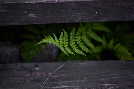 A vibrant green fern is visible between wooden slats, thriving in a shaded spot, showing nature's...