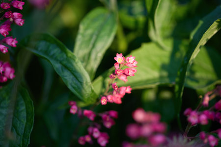 A close-up view reveals clusters of small pink flowers blooming alongside vibrant green leaves in a serene garden setting.の写真素材