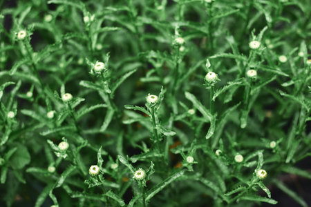 Lush greenery fills the frame, showcasing plants with budding flowers against a natural background...