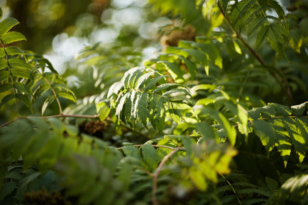Close-up of green leafy branches illuminated by soft sunlight with a blurred natural background, creating a tranquil outdoor setting.の写真素材