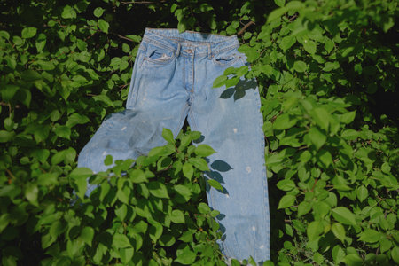 Blue denim jeans are suspended amid lush green foliage, creating a contrast in a natural environment during daylight.の写真素材