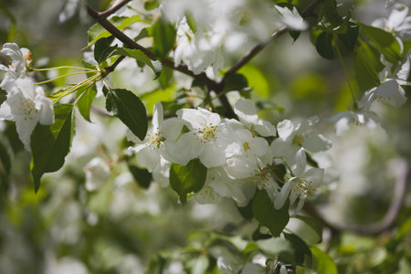 Delicate white flowers adorn trees in a garden, signaling the arrival of spring with vibrant greenery surrounding them.の写真素材