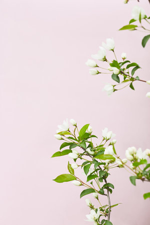Branch with white flower buds and green leaves on a pastel pink background. Minimalist floral composition with copy space. Design for greeting cards and postersの写真素材