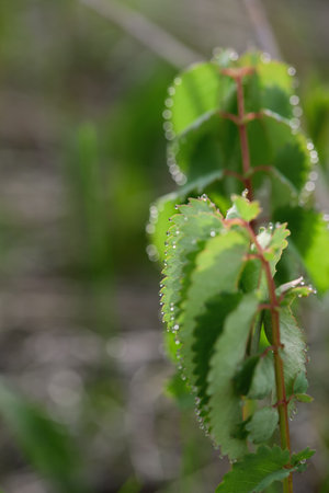 Water droplets sparkle on vibrant green leaves in a tranquil garden, reflecting morning light and showing nature's beauty.の写真素材