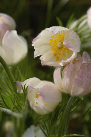 Delicate pink flowers with yellow centers are blooming in a vibrant green field, showing the beauty...
