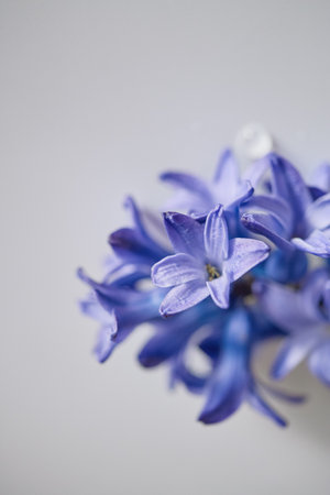 Purple blooms with delicate petals showcase their beauty against a light backdrop, highlighting...