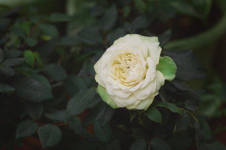 A close-up of a single cream-colored rose in full bloom, surrounded by dark green leaves, highlighting its delicate beauty and eleganceの写真素材