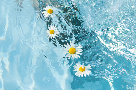 White daisies float gracefully on the surface of a clear blue pool, surrounded by gentle ripples and bubbles, showing a peaceful summer day in a tranquil setting.の写真素材
