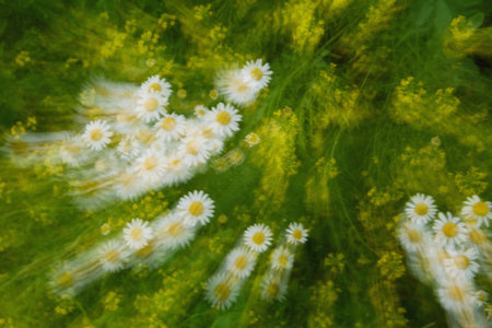 Delicate white daisies in motion blur on a vibrant green backdrop. Artistic nature close-up, ideal for prints, posters, and digital designs.の写真素材