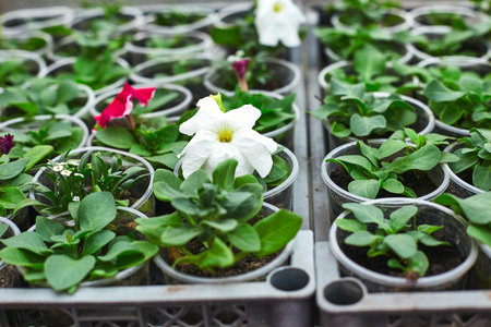 Various petunia plants are thriving in nursery trays, showing white and pink flowers among lush green foliage, ideal for brightening up gardens.の写真素材