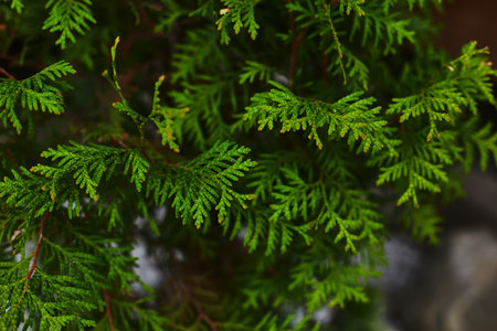 Detailed view of vibrant green foliage reveals the delicate textures and shapes of leaves, indicating a healthy plant in a lush garden setting.の写真素材