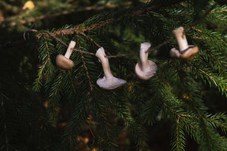 Mushrooms hang on a jute rope and a fir branch in the autumn forest. Garland for decor, DIY conceptの写真素材