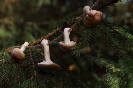 Mushrooms hang on a jute rope and a fir branch in the autumn forest. Garland for decor, DIY conceptの写真素材