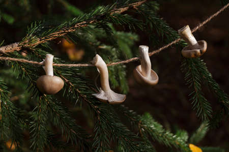Mushrooms hang on a jute rope and a fir branch in the autumn forest. Garland for decor, DIY conceptの写真素材