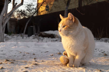 Ginger cat sits on the snow in a frosty day at sunset. Homeless animals in winter. Cold and pets. Animal Welfareの写真素材