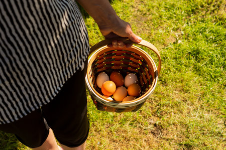 Elderly faceless woman carries chicken eggs in a basketの写真素材