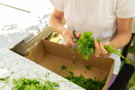 Unrecognizable elderly woman cutting parsley for dryingの写真素材