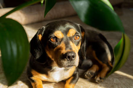 Small domestic dog lying at home on a soft carpet near a green plant and looking at the camera. The concept of petsの写真素材