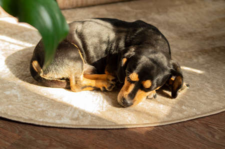 Portrait of a little domestic dog sleeping in a cozy apartment on a soft beige carpet, green plants in the foregroundの写真素材