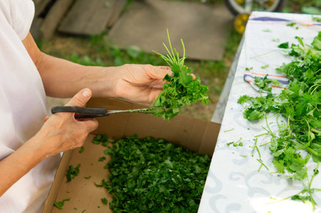 Unrecognizable senior woman cutting scissors parsley for drying outdoors, the concept of agricultureの写真素材