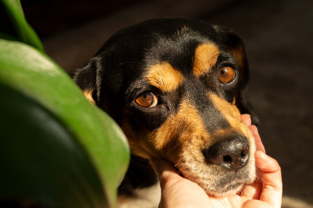 Sad black brown dog looking at the camera closeup, young woman holding muzzle of her beloved pet in her handの写真素材
