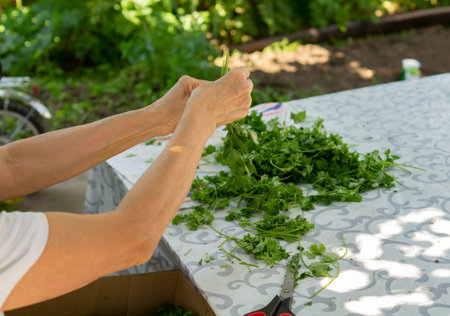 Cropped image faceless adult woman cutting scissors parsley for drying outdoors, concept of active seniors and agricultureの写真素材