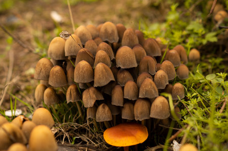 Close up group of inedible mushrooms growing on the ground in the autumn forestの写真素材