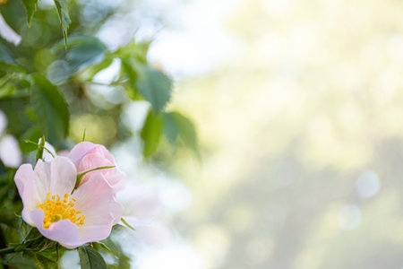 rosehip flower on a blurred backgroundの写真素材
