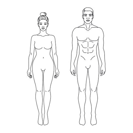 Man and Woman body front and back view vector illustration. Isolated outline line contour template human body different gender without clothes. Anatomy of healthy male and female body shapes. Figure vector human body in linear style.のイラスト素材