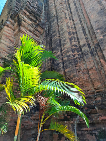 Bright green palm leaves contrast with an old textured brick wall in sunlight, creating a tropical natural background.の写真素材