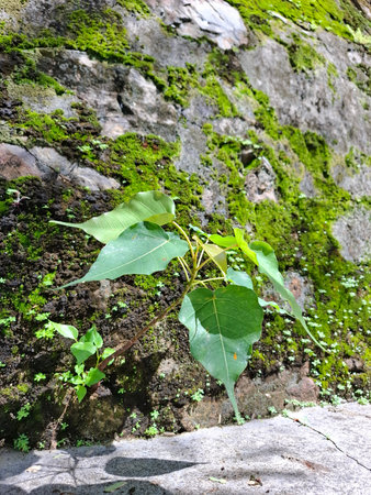 A small green tree sprouting from an old moss-covered stone wall, illuminated by bright tropical sunlight. Symbol of resilience and new life in nature.の写真素材