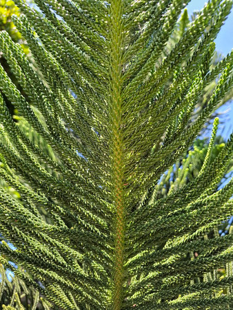 Green Pine Branch Texture Natural Background