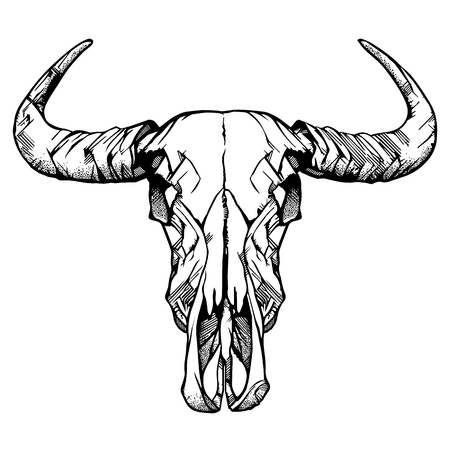 Buffalo skull- hand drawn vector illustration, isolated on white. Vector illustration.のイラスト素材