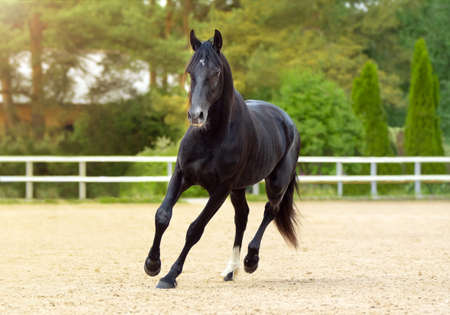 Horse run gallop in sand. A black thoroughbred sports stallion. Summer light. Front view. Equestrian sport. Trotterの写真素材