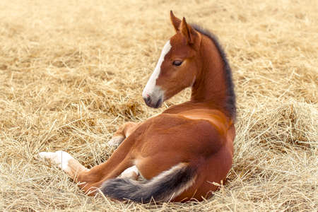 Portrait of a thoroughbred colt . Newborn horse. The beautiful foal is lying in the straw. Sunny summer day. Outdoor. A thoroughbred sports horseの写真素材