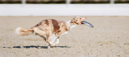 Australian shepherd dog run and carries in the teeth with a flying disk. Pet playing outdoors. Aussie. Sporting event, achievement in sport. Dog frisbeeの写真素材