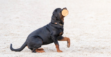 Rottweiler dog on white sand. Beautiful thoroughbred security Dog portrait outdoors close up. The...