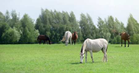 Horse herd grazing in pasture. Horses are free. Landscape, pasture. Sunlight. Summer pasture. Banner. Outdoors. Close-upの写真素材