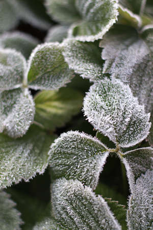 Frosty strawberry leaves in winter.の写真素材