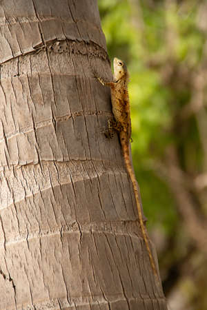Maldivian lizard on a tree trunk