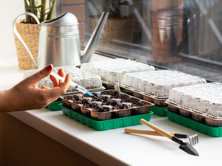 Mini greenhouse. Growing basil on a windowsill.の写真素材